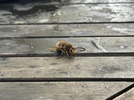 vermutlich eine große hornissen königin die auf einem tisch sitzt