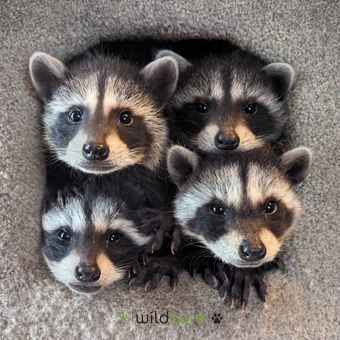 4 raccoons