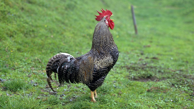 Ein Han kräht seinen Morgenruf. Der Han ist schwarz weiß gefiedert und hat einen sehr roten Kamm. Die Gelben Füße stehen auf einer saftig grünen Wiese. Der Schnabel weit offen, und nach oben gerichtet.