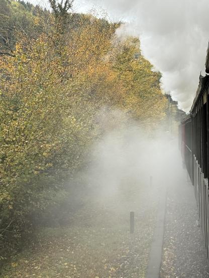 Links herbstlich gefärbte Büche, rechts die Wagen des Museumszuges, dazwischen viel Dampf, der den Blick nach vorn vernebelt.